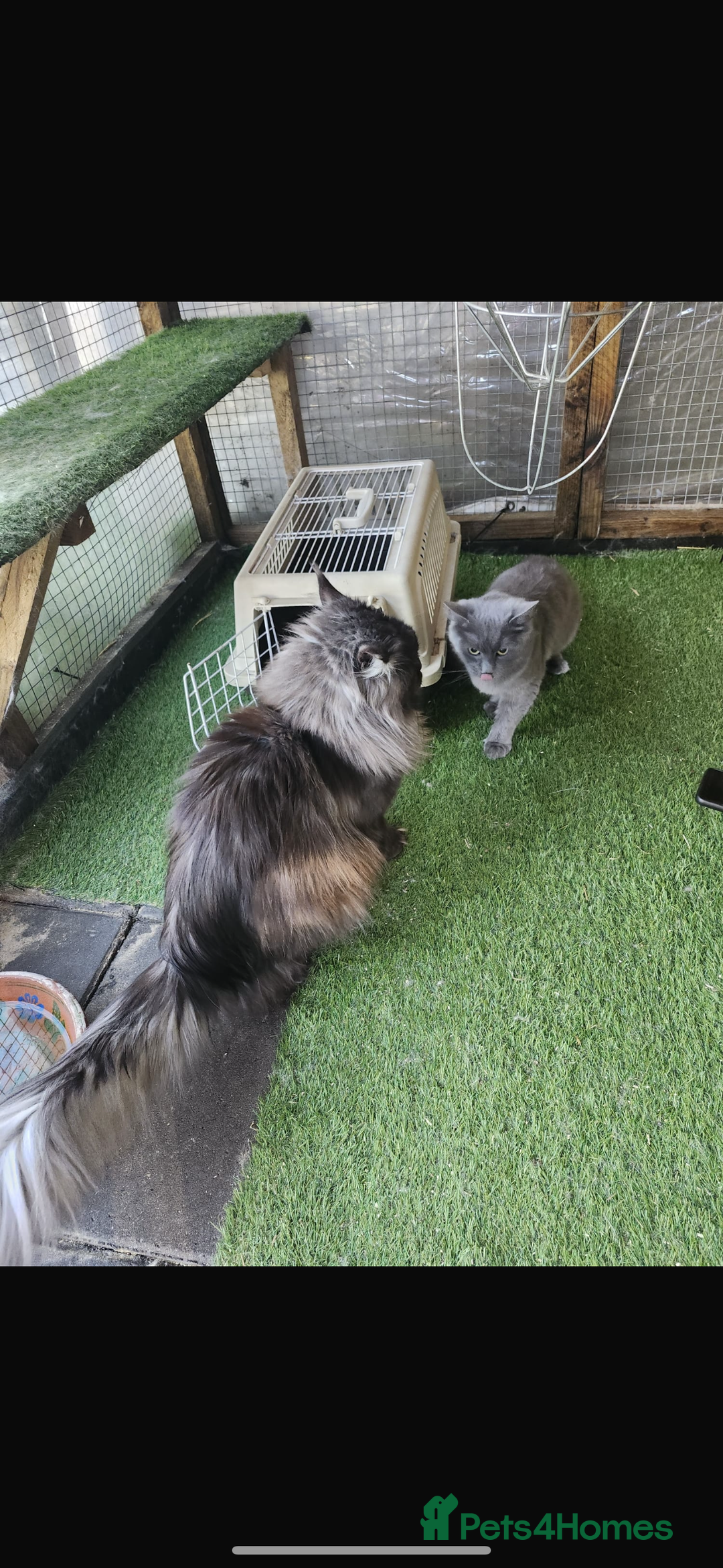 Maine Coon cats for sale: Maine coon kittens  - Advert 3