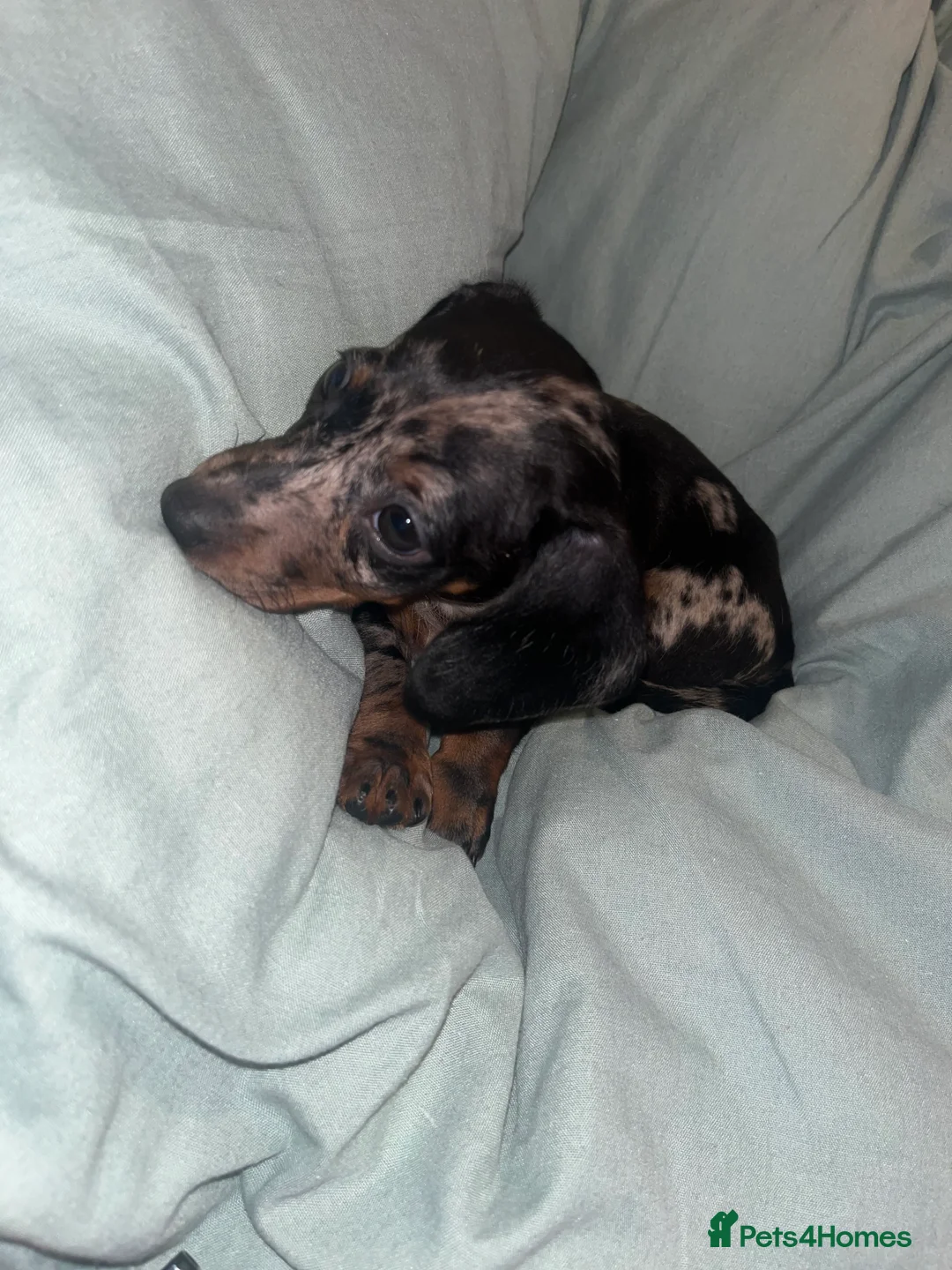 Miniature Dachshund dogs for sale: Miniature dachsund - Advert 3