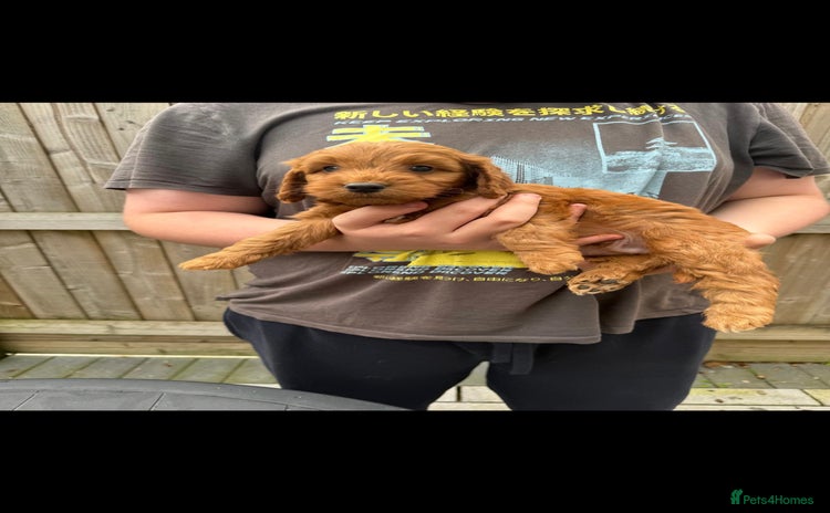 Cockapoo dogs - Advert 16