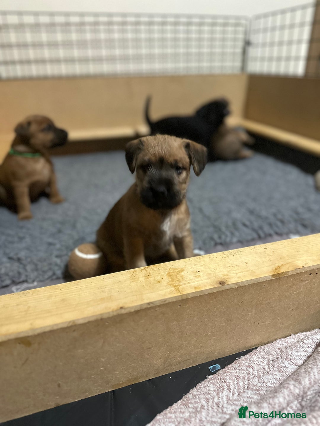 Patterdale Terrier dogs for sale: 5 Gorgeous Patterdale Puppies  - Advert 6