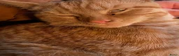 Mixed Breed cats for sale: Ginger Tom  in Leeds - Advert 4
