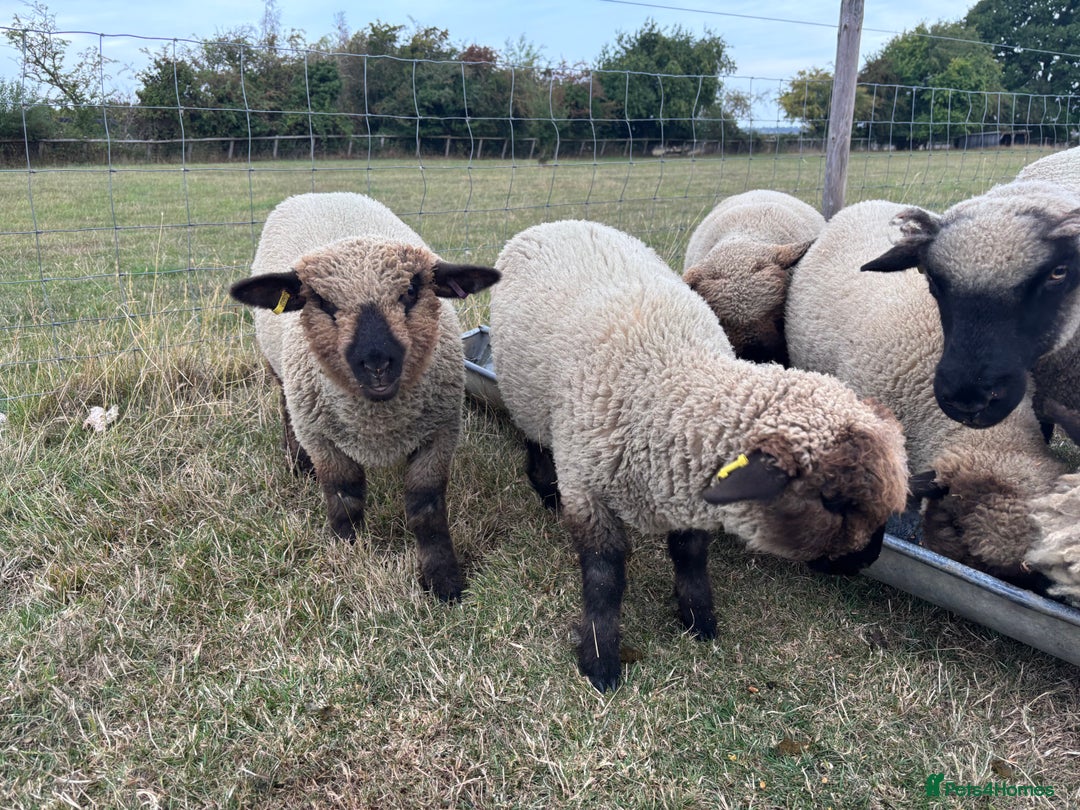Sheep livestock for sale: Oxford Down Rare Breed Ram Lambs - Image 7