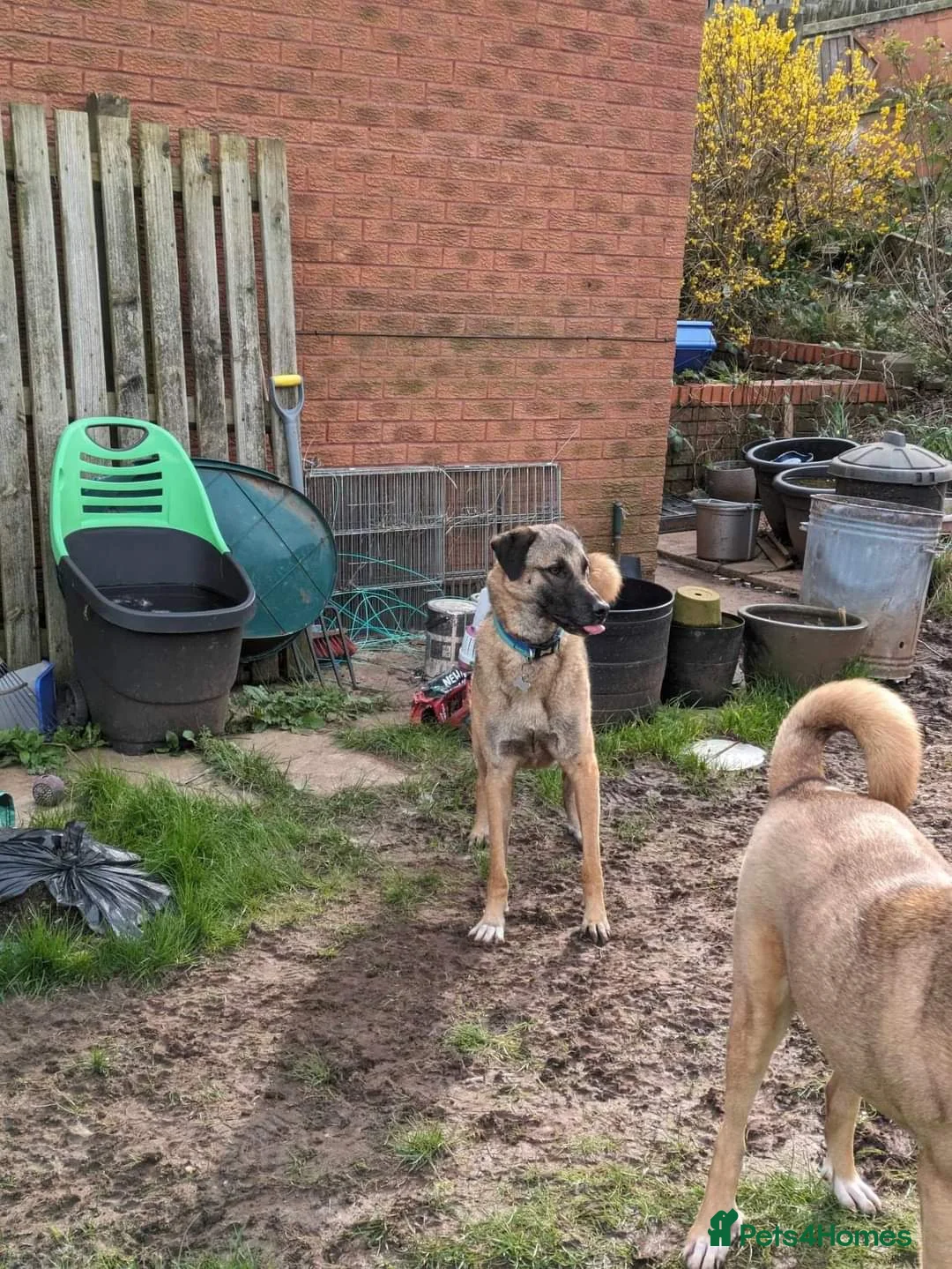 Mixed Breed dogs for adoption: Meet Pickle, currently residing in Wales in Barry - Advert 22