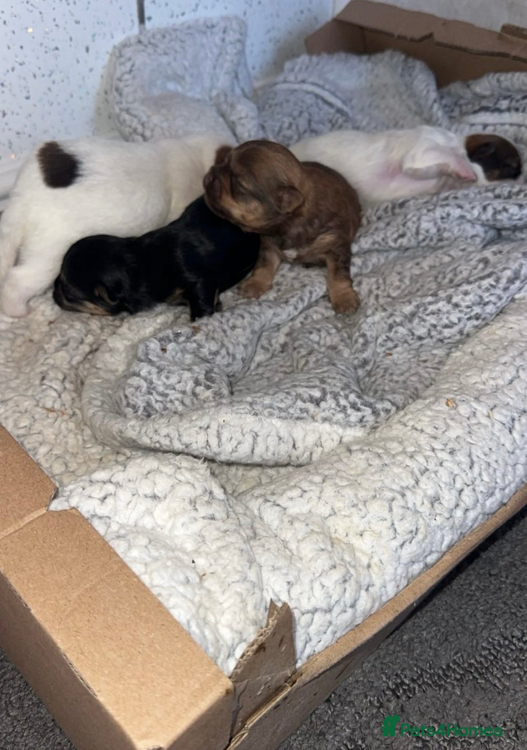 Shih Tzu dogs for sale: Imperial Shih Tzu puppies 2 girls 2 boys - Image 4