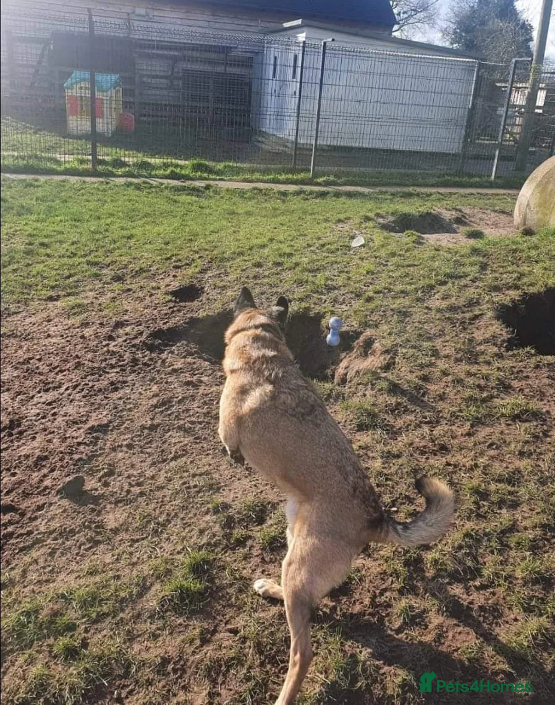 Mixed Breed dogs for adoption: Meet Jakob, currently residing in Cranage, Crew in Crewe - Advert 21