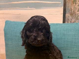 Cockapoo dogs Miniature Cockapoos - Advert 4