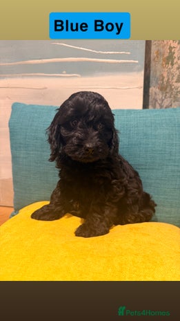 Cockapoo dogs Miniature Cockapoos - Advert 1