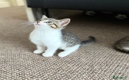 Mixed Breed cats for sale: 🐾 Adorable Kittens Looking for Loving Homes! 🐾 - Image 24