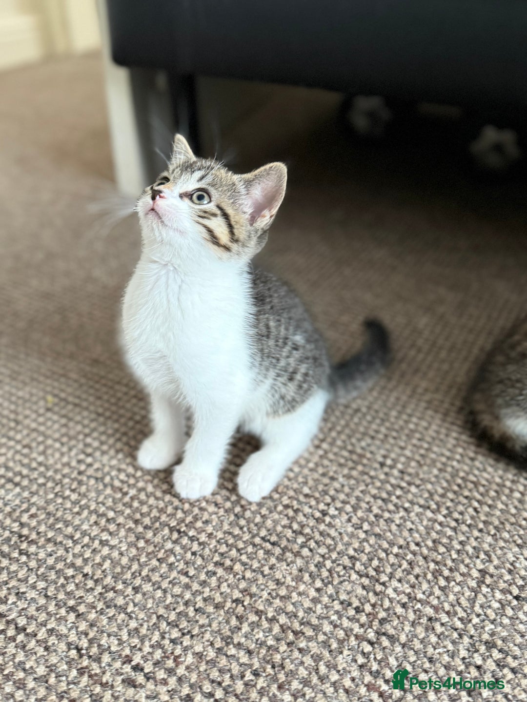 Mixed Breed cats for sale: 🐾 Adorable Kittens Looking for Loving Homes! 🐾 - Image 24