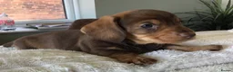 Miniature Dachshund dogs for sale: SOMETHING A LITTLE DIFFERENT..MINI DACHSHUNDS  - Advert 16