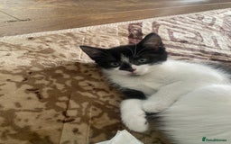 Domestic Shorthair cats for sale: Luna, Snow, Minx & Oreo - 10 Weeks old - Image 9