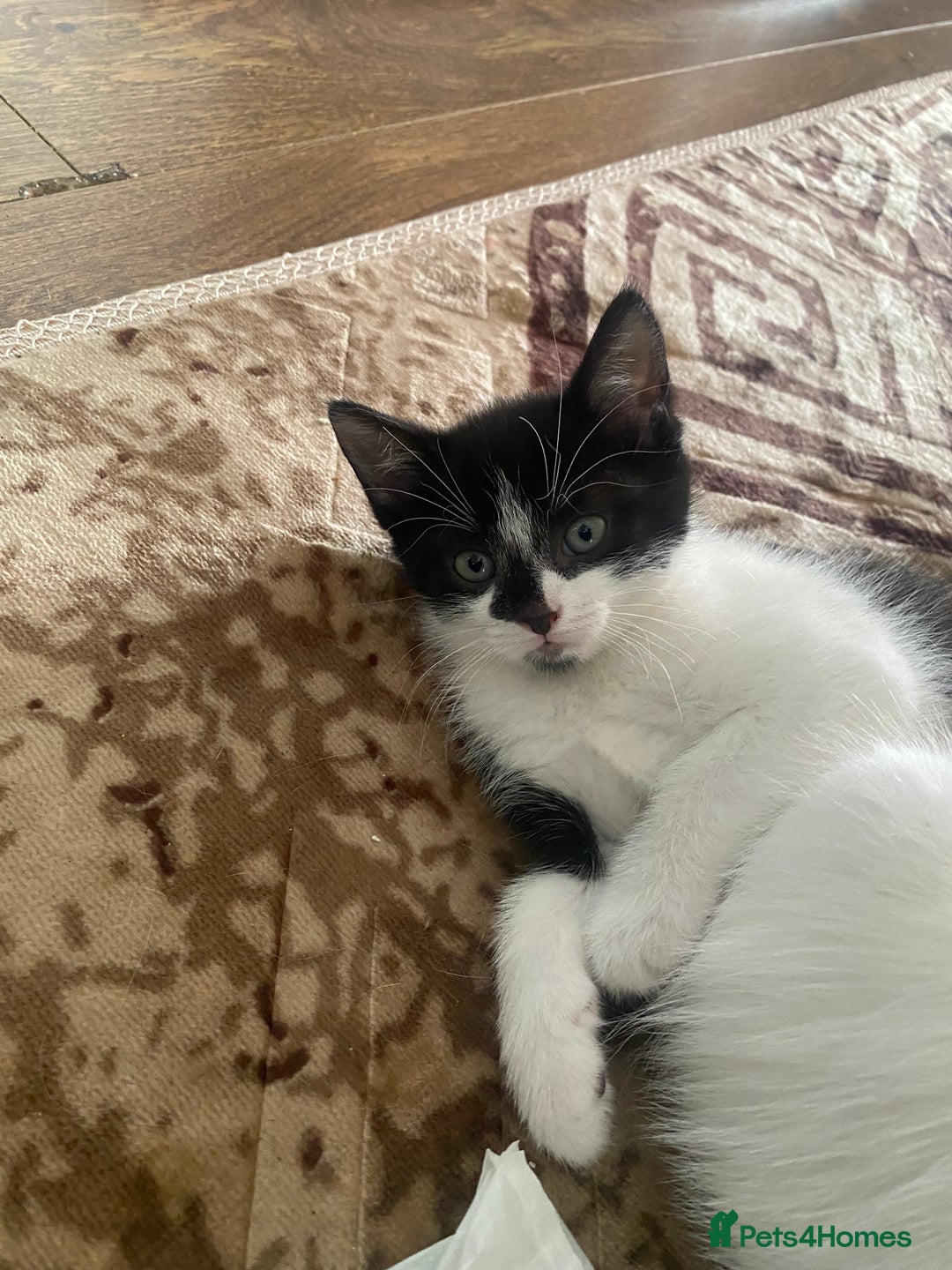 Domestic Shorthair cats for sale: Luna, Snow, Minx & Oreo - 10 Weeks old - Image 9