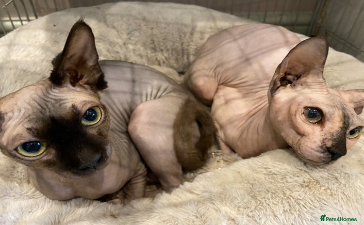 Sphynx cats - Advert 2