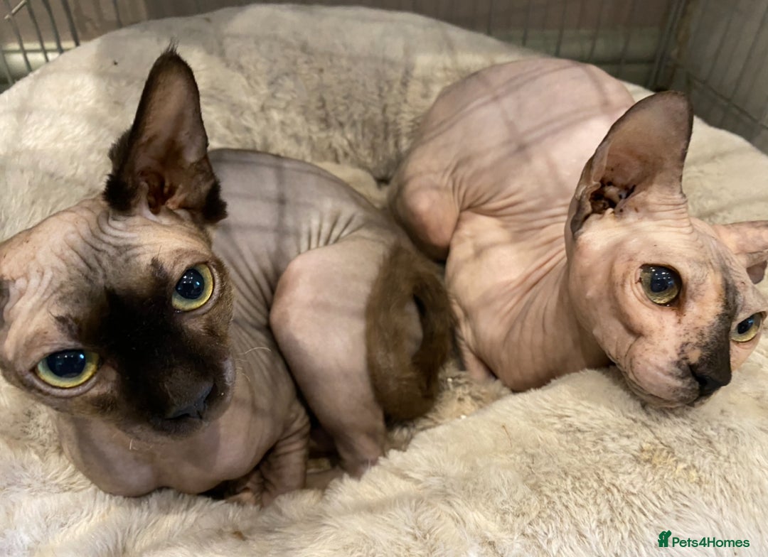 Sphynx cats for sale: Two female sphynx - Image 1