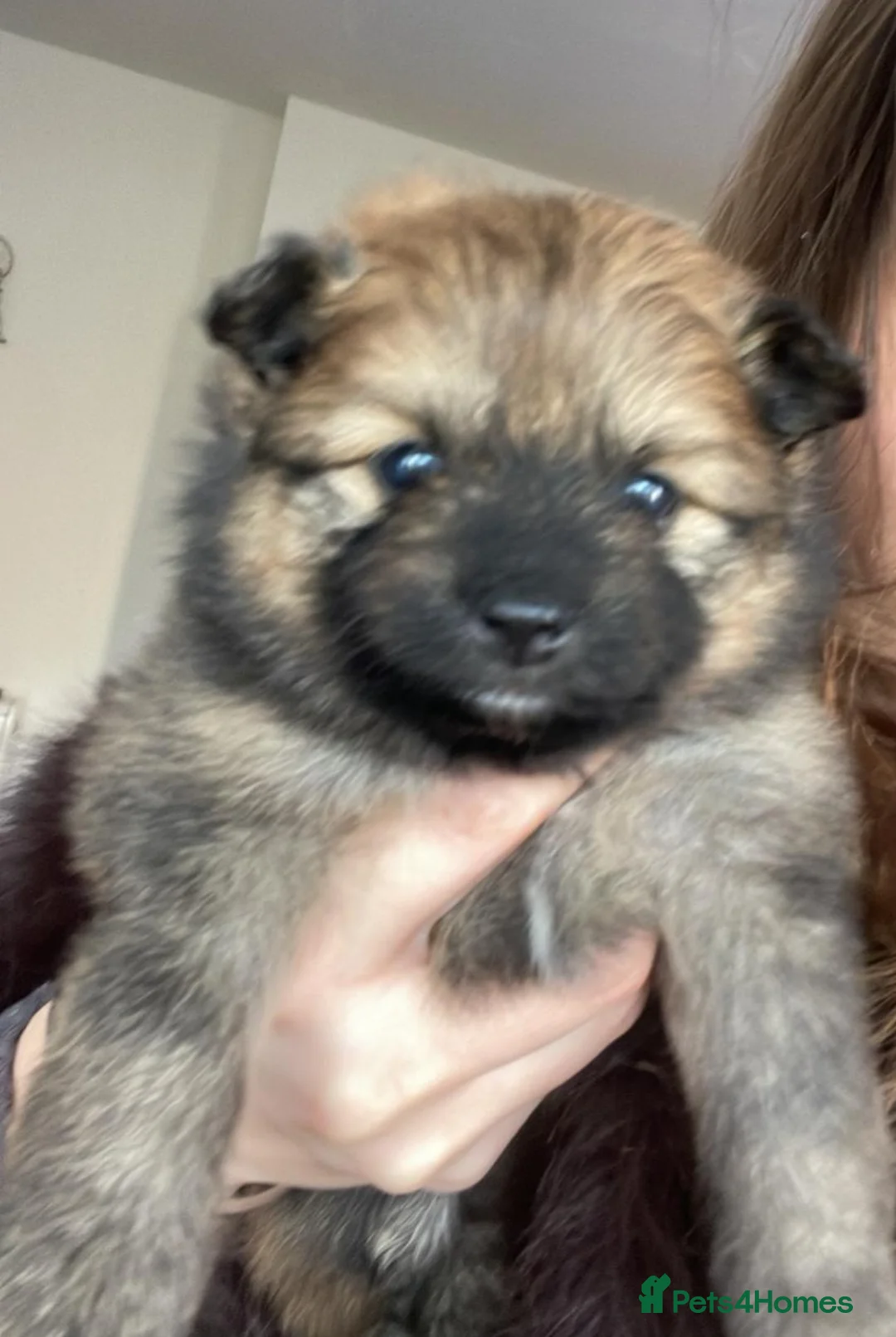 Pomeranian dogs for sale: Pomerian puppies  - Advert 17