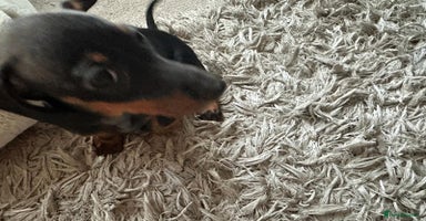 Dachshund dogs 1 beautiful  girl dachshund puppy available  - Advert 4