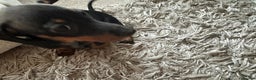 Dachshund dogs for sale: 1 beautiful  girl dachshund puppy available  - Advert 4