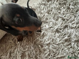 Dachshund dogs 1 beautiful girl dachshund puppy available - Advert 4