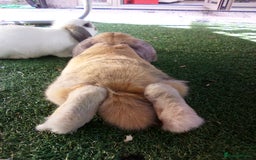 Mini Lop rabbits for sale: Bonded Mini Lop Rabbits + Hutch & Cage - Image 4