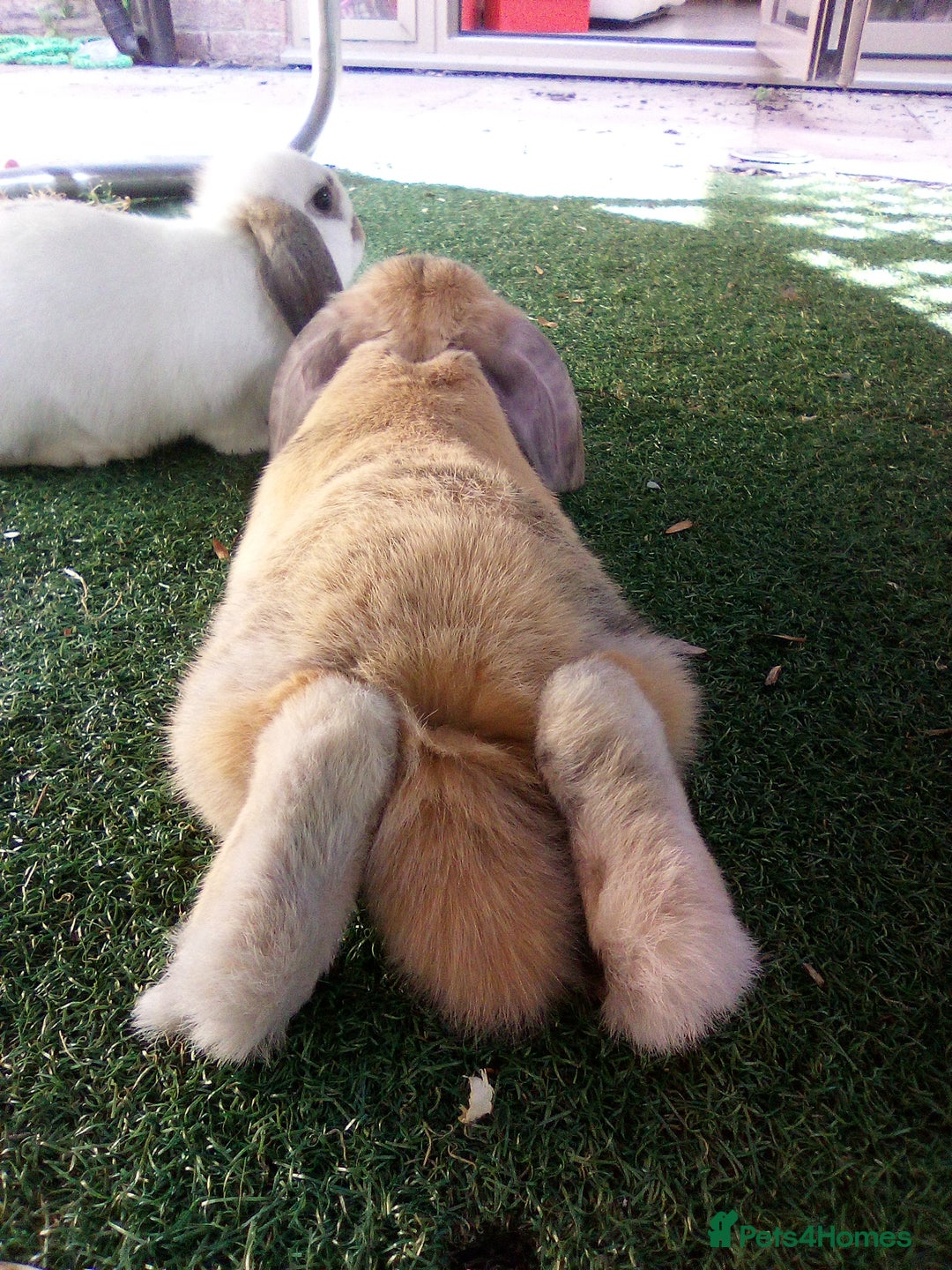 Mini Lop rabbits for sale: Bonded Mini Lop Rabbits + Hutch & Cage - Image 4