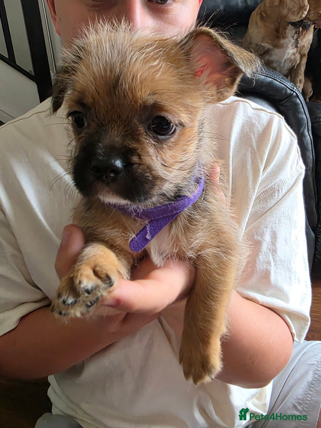 Mixed Breed dogs for sale: Reduced French bulldog x pomeranian pups 8 wks  - Image 5