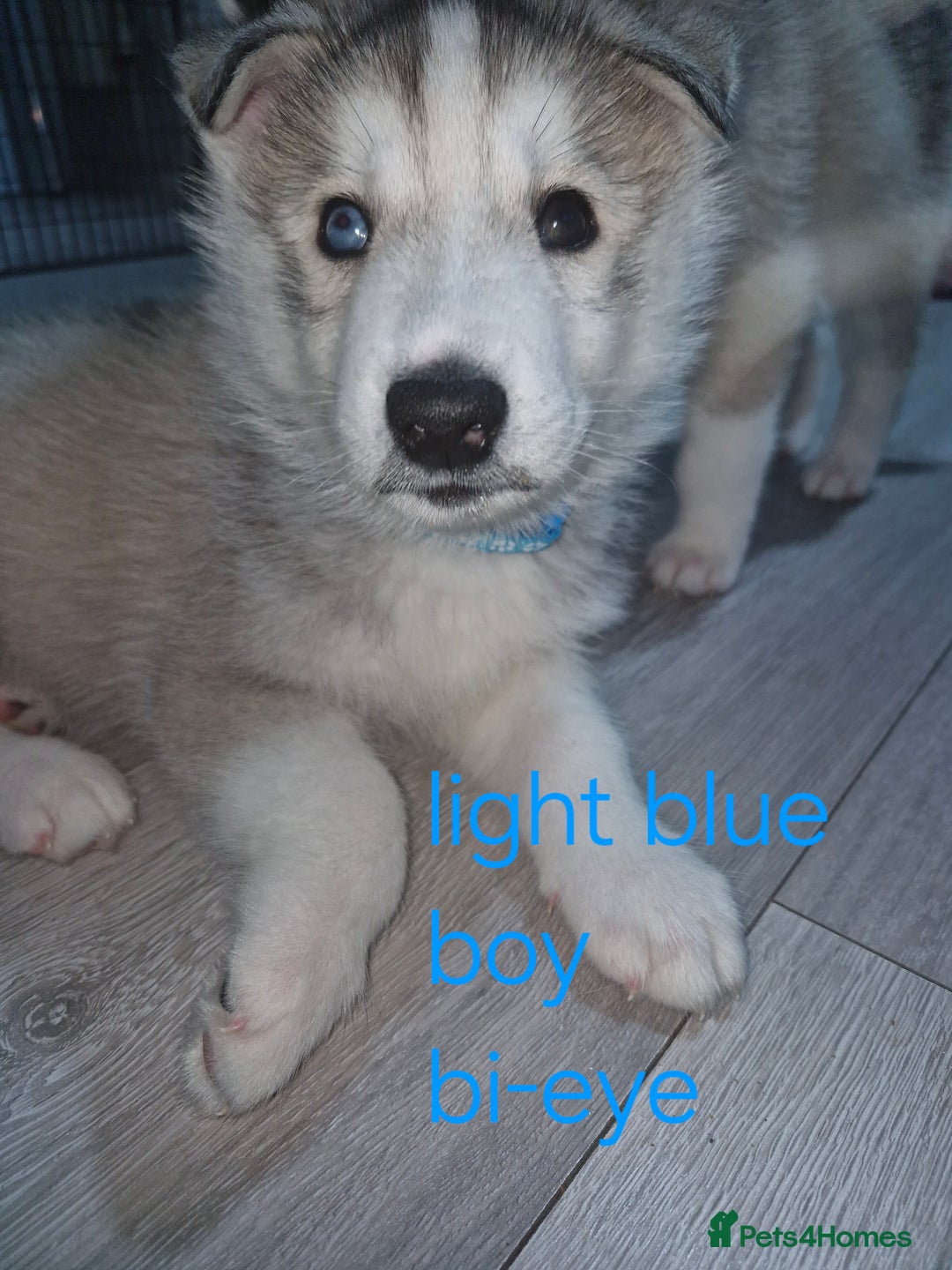 Siberian Husky dogs for sale: 8 husky pups - Advert 9