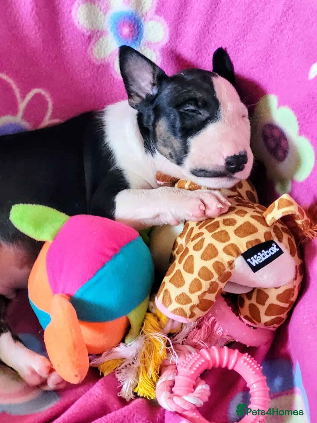 English Bull Terrier dogs for sale: BEAUTIFUL English BULL TERRIER PUPS  - Advert 2