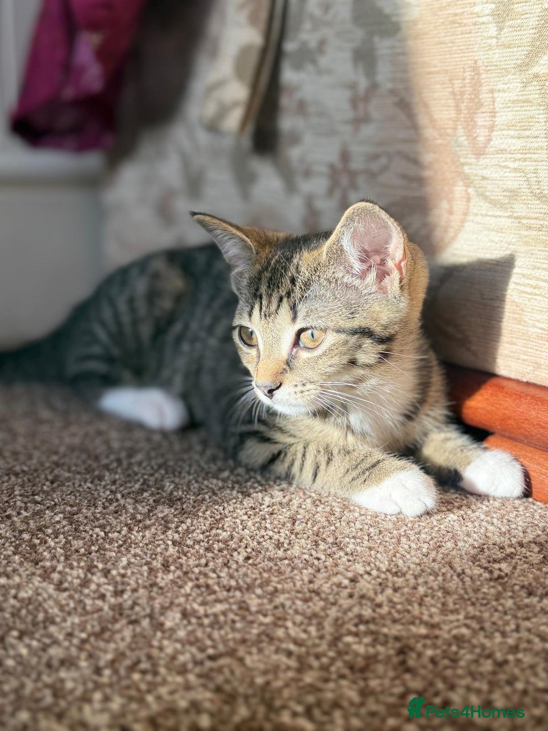 Domestic Shorthair cats for sale: brother and sister  - Image 8