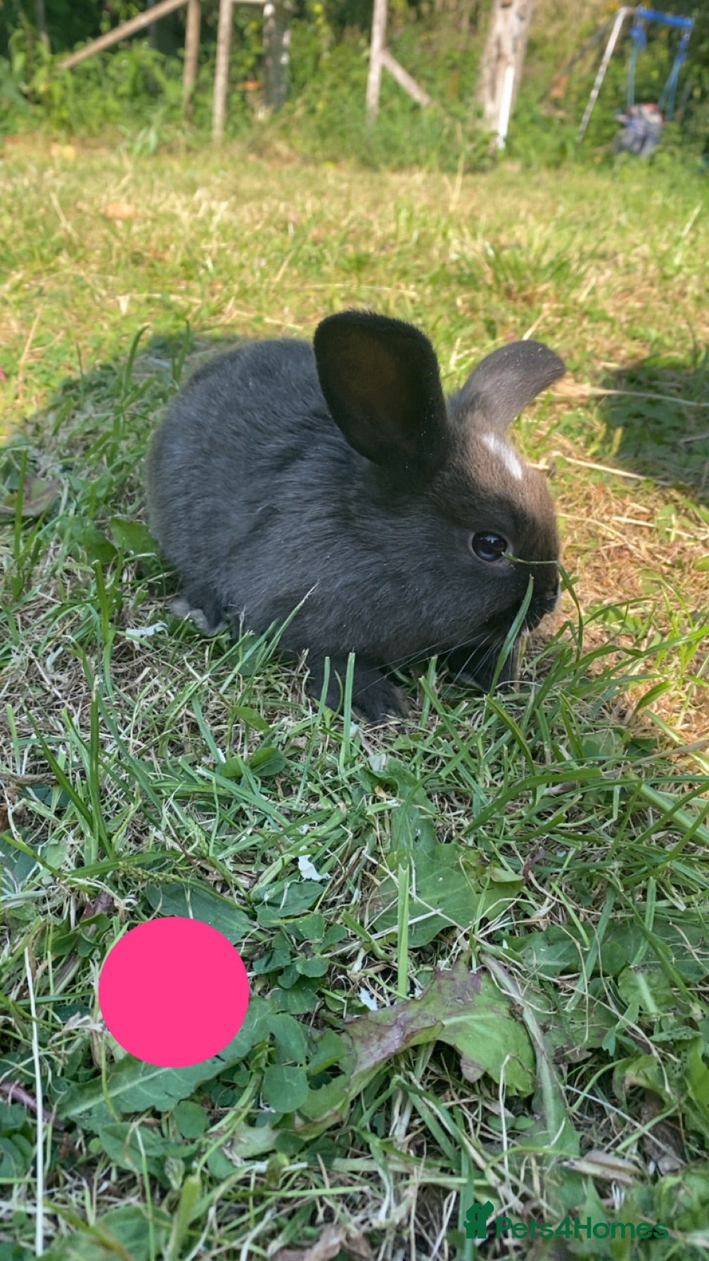 Mixed Breed rabbits Ready to go to new homes 🏡  - Advert 14