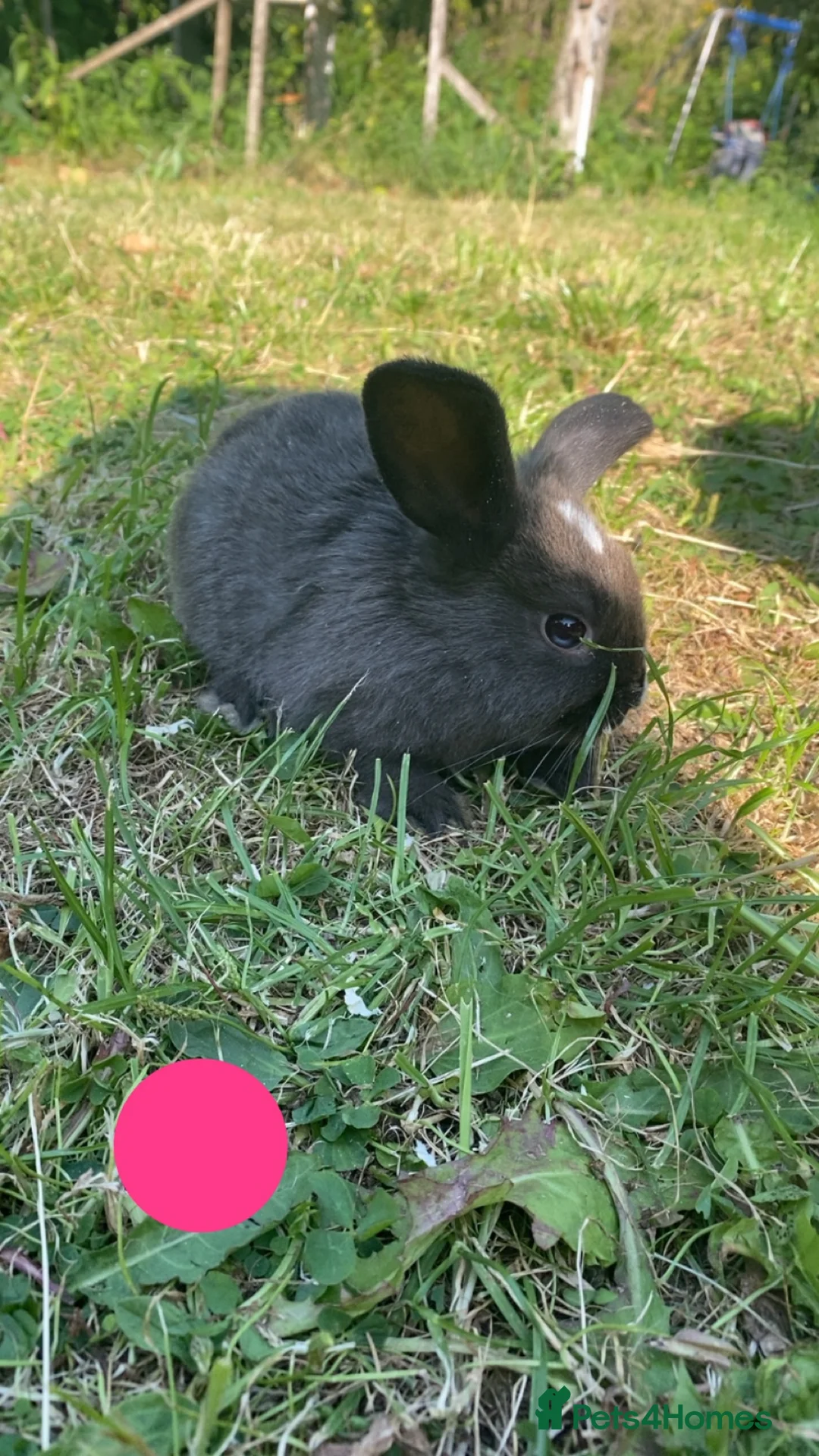 Mixed Breed rabbits for sale: Ready to go to new homes 🏡  - Advert 1