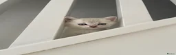 Scottish Fold cats for sale: SALE !!!! LOVELY SCOTTISH FOLD GOLDEN KITTENS  - Advert 8