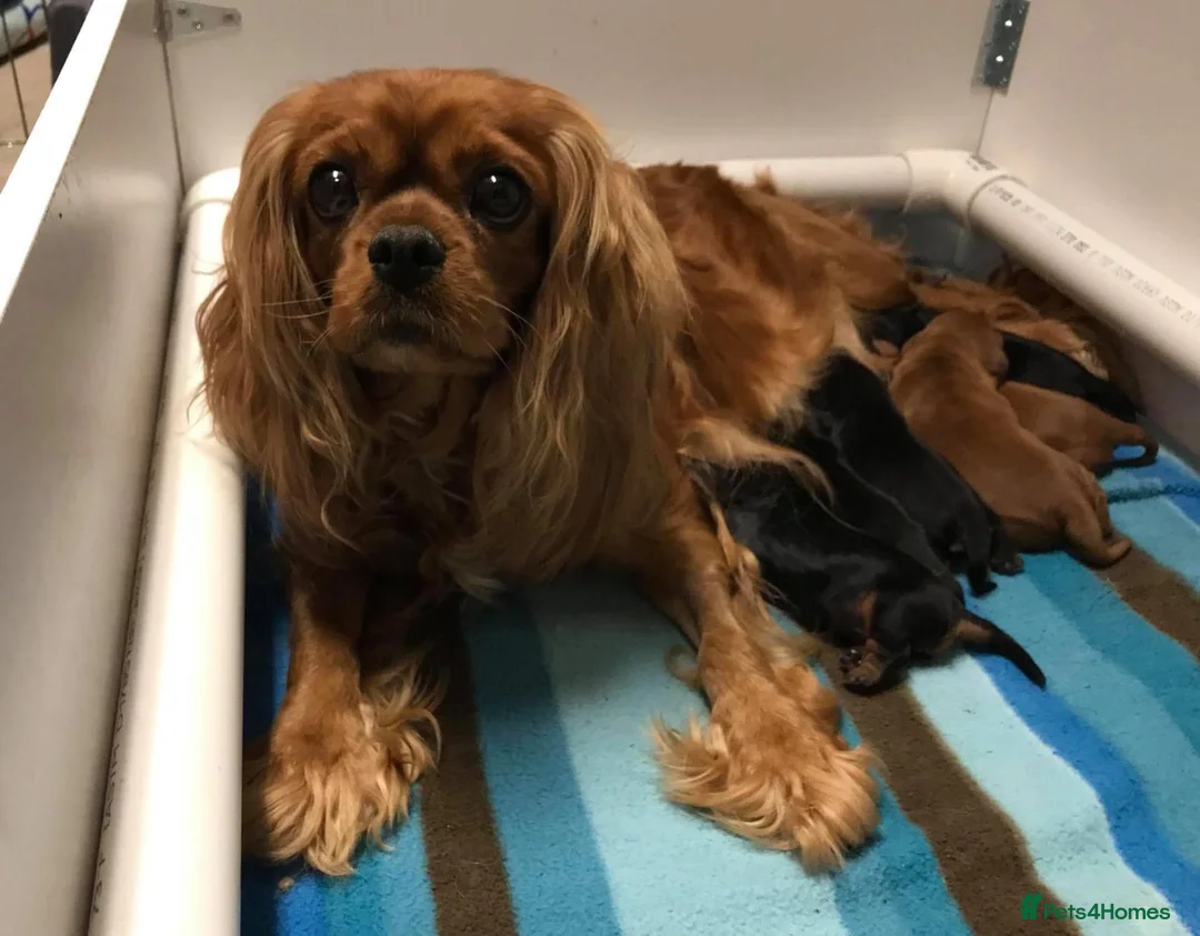 Cavalier King Charles Spaniel dogs for sale: Affectionate Cavalier King Charles Spaniel Puppies in Bolton - Advert 1