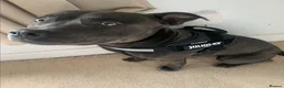 Staffordshire Bull Terrier dogs for sale: Obi is looking for a new loving home - Advert 5
