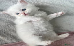 Siberian cats for sale: Siberian Neva masquerade kittens  - Image 3