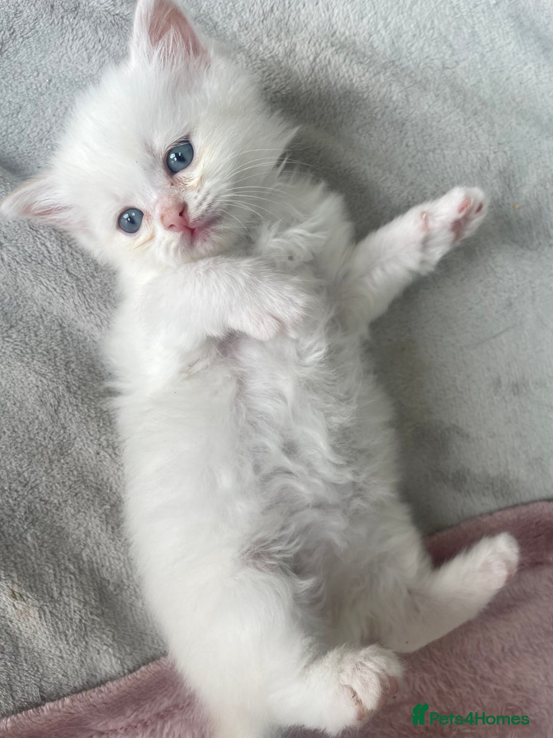 Siberian cats for sale: Siberian Neva masquerade kittens  - Image 3