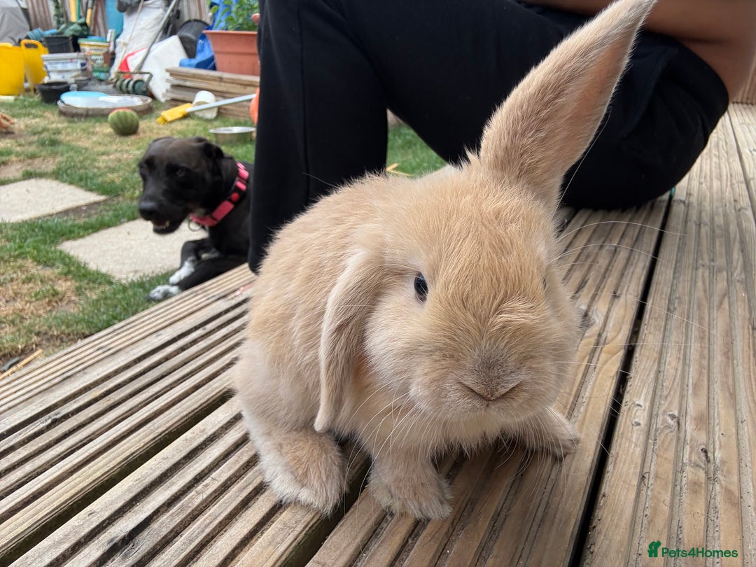 Mini Lop rabbits for sale: 2 Pure Mini Lop Bunnies - Image 8