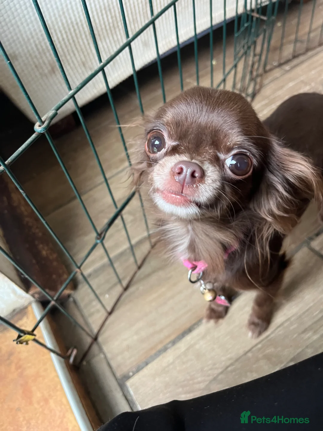 Chihuahua dogs for sale: Long hair chihuahuas  in Battle - Advert 2