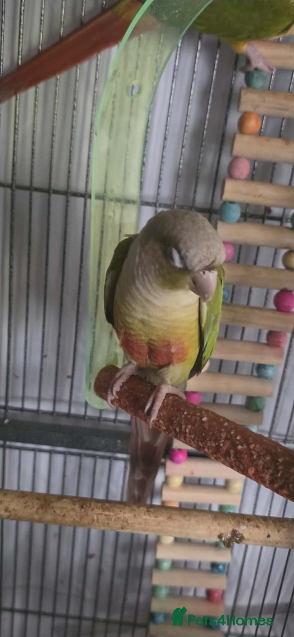 Conures birds 2 pineapple conures - Advert 2