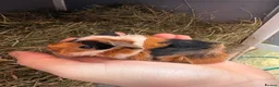 Guinea Pig rodents for sale: 3 boys - Advert 1