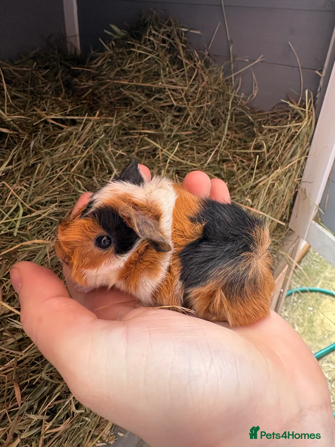 Guinea Pig rodents for sale: 3 boys - Advert 1