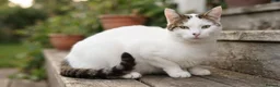 Domestic Shorthair cats for sale: Seal Bicolor mitted Domestic Shorthair - Advert 1