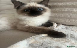 Ragdoll cats for sale: Two beautiful Ragdoll girls available  - Image 9