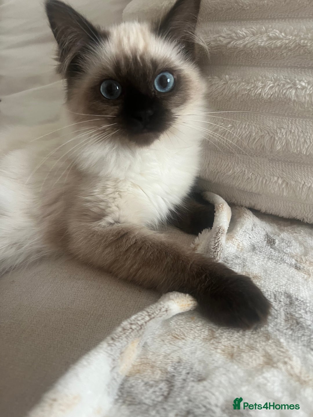 Ragdoll cats for sale: Two beautiful Ragdoll girls available  - Image 9