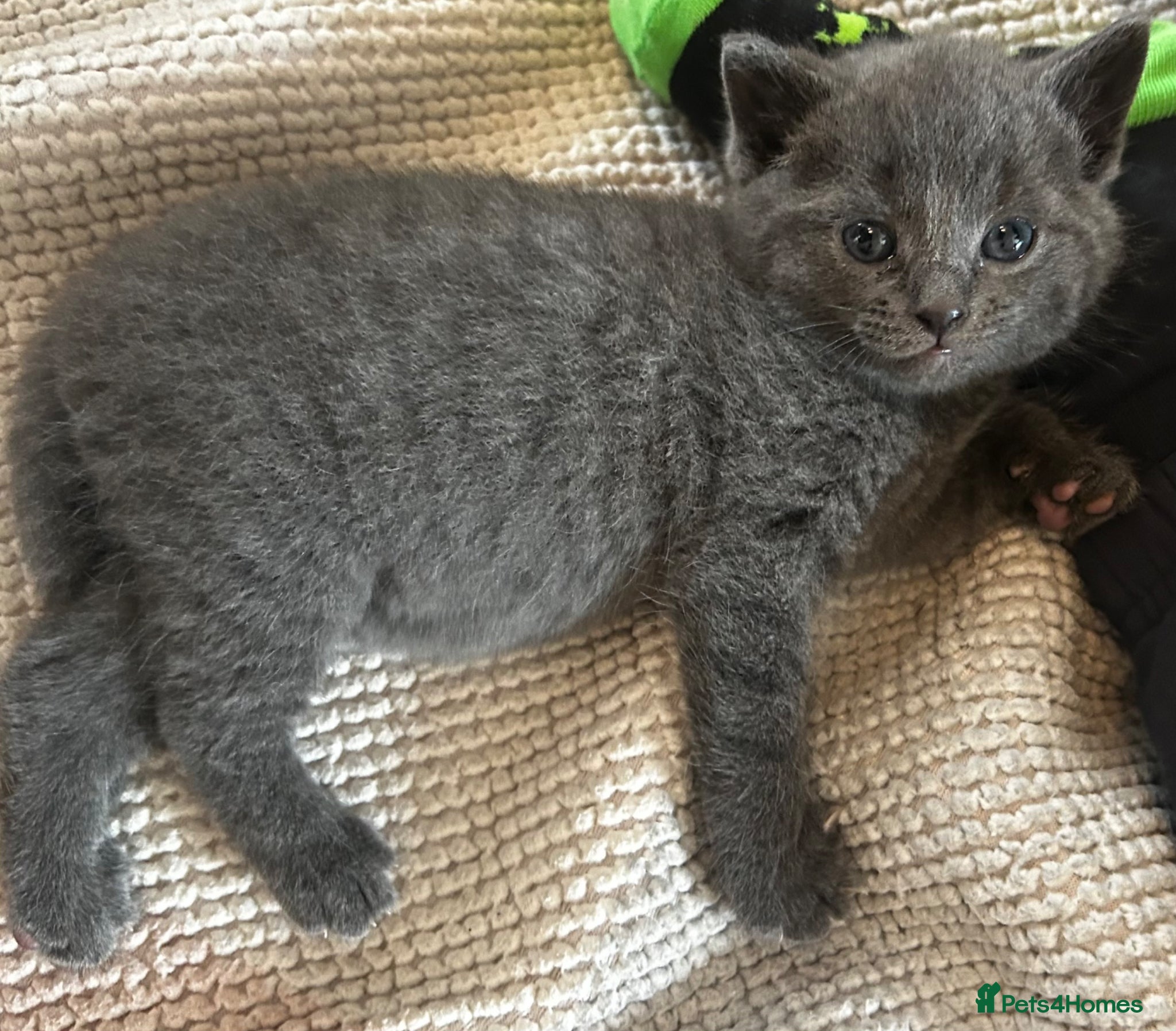 Russian Blue cats One beautiful Russian blue kitten left for sale  - Advert 4