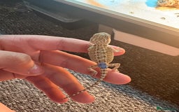 Dragon reptiles for sale: Viticans dragon - Image 4