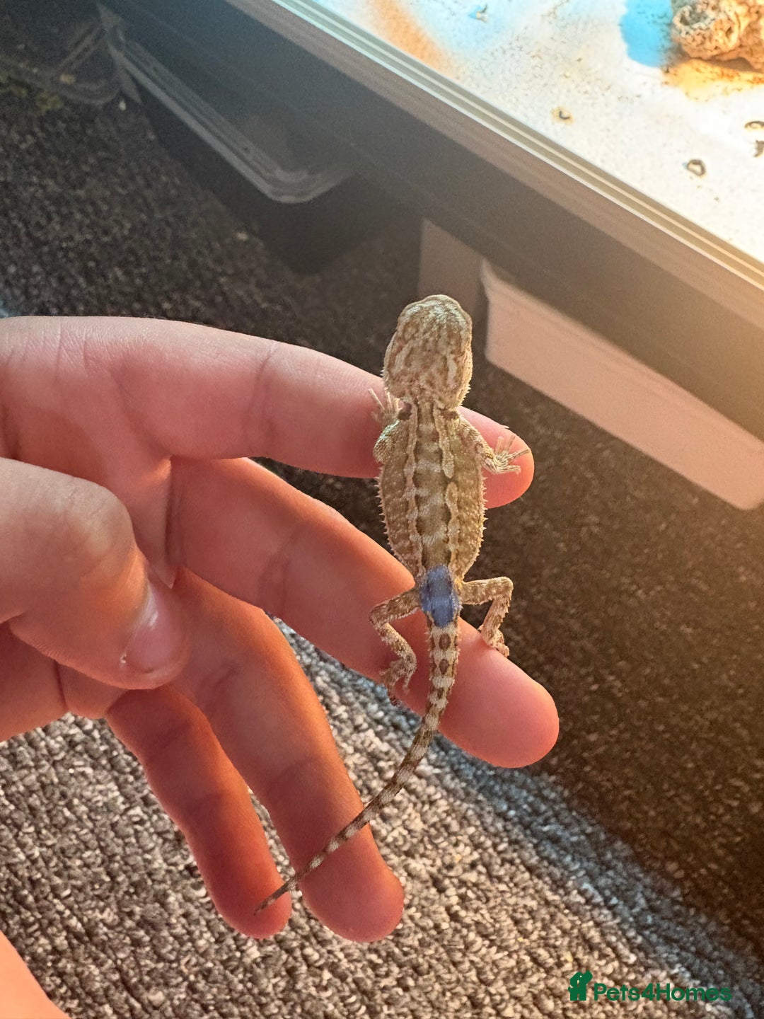 Dragon reptiles for sale: Viticans dragon - Image 4