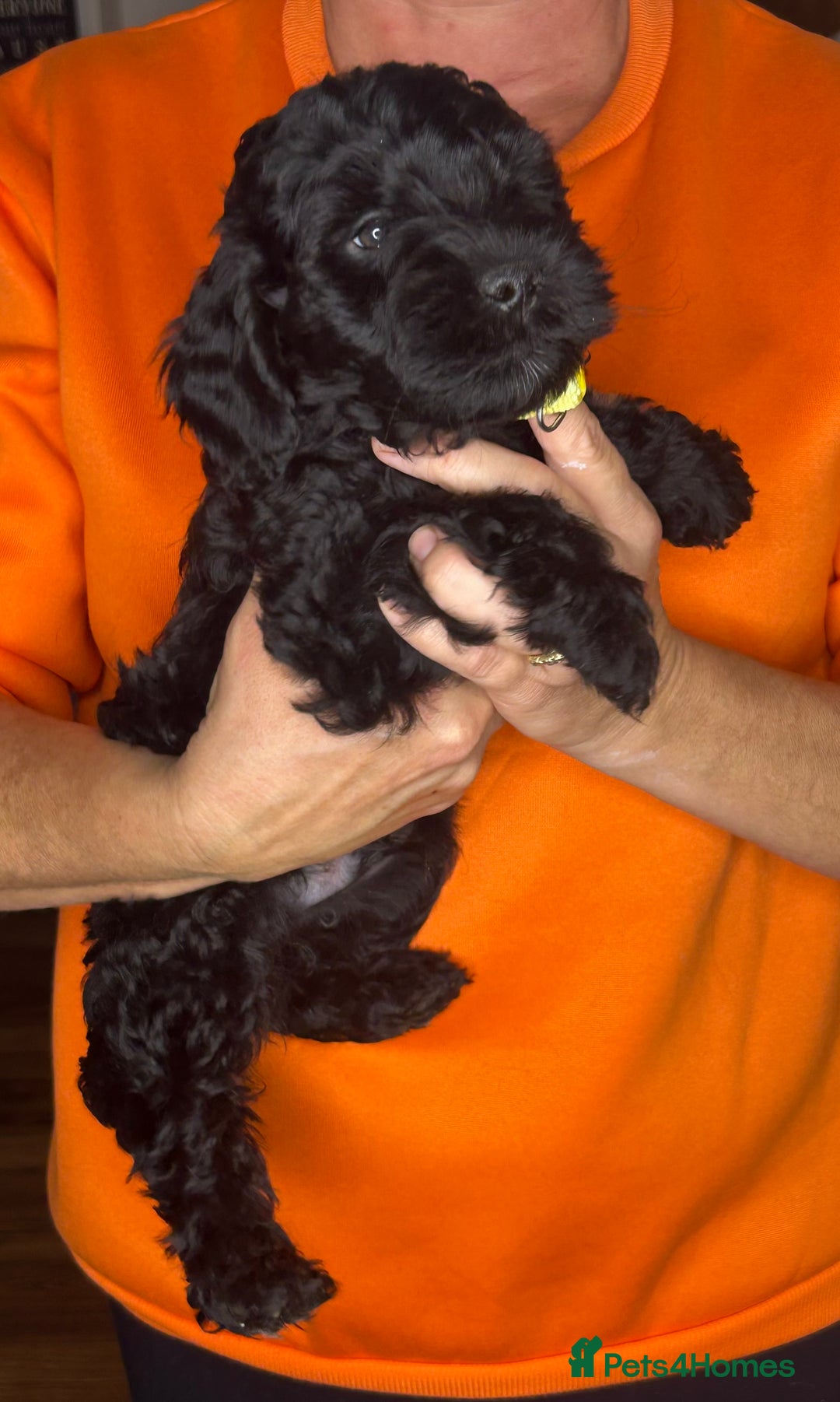 Cockapoo dogs for sale: ONLY 2  LEFT OUTSTANDING TINY MINITURE COCKAPOOS  - Image 27