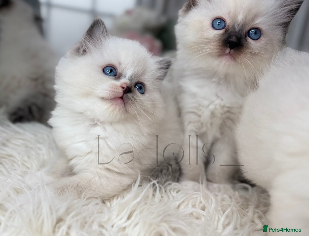 Ragdoll cats for sale: Only Two Kittens Available ready to go 🐾 - Image 3