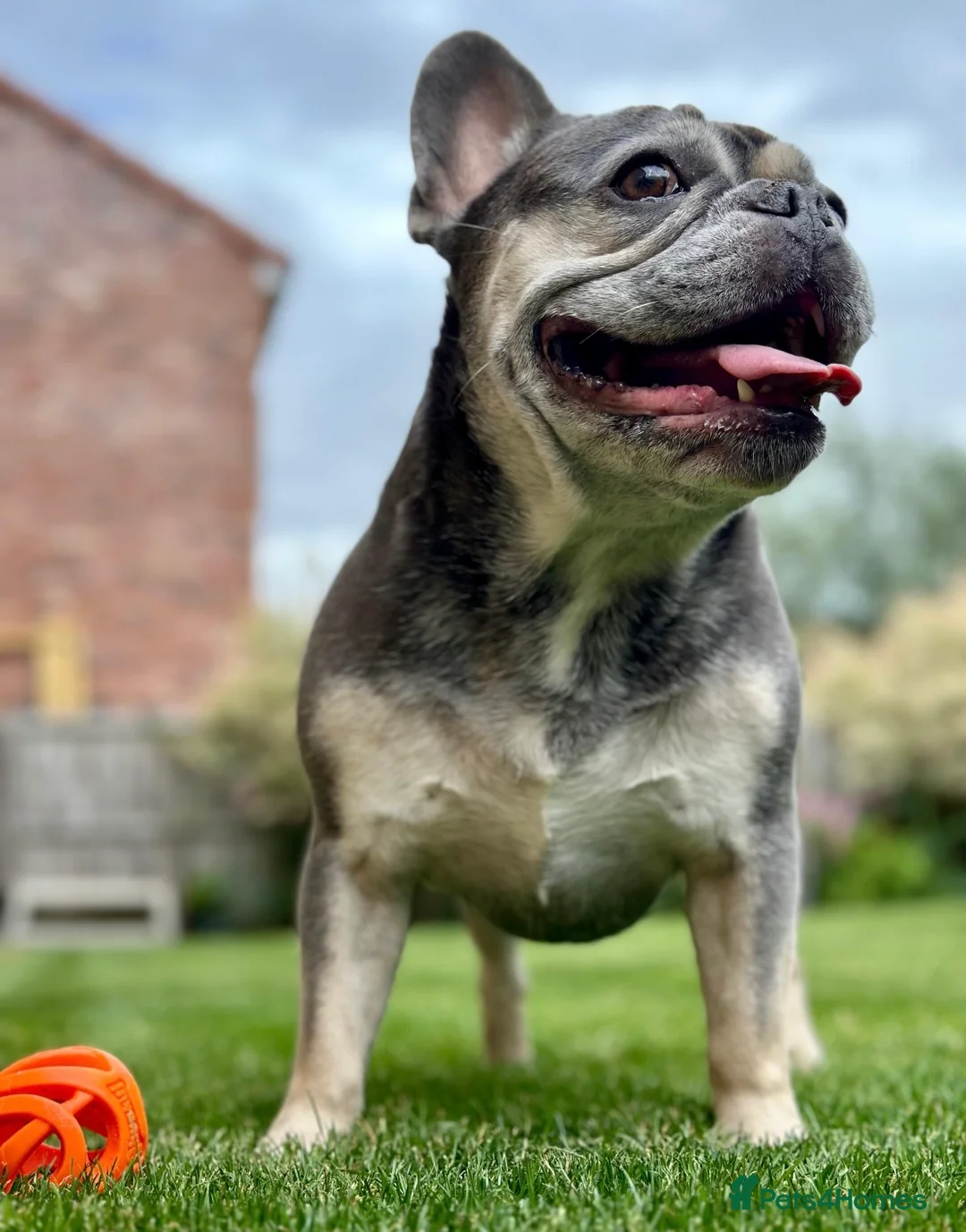 French Bulldog dogs for sale: 7 yr French Bulldog Looking for His Forever Home  - Advert 3
