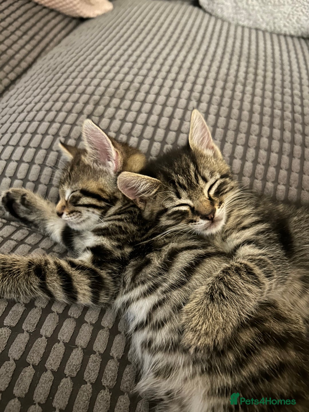 Domestic Shorthair cats for sale: Kittens - Image 6